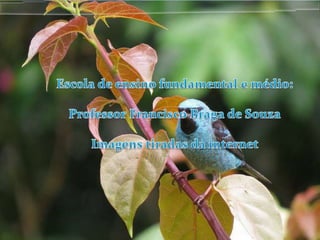 Reprodução - Biologia