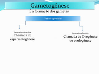 Gametogênese
É a formação dos gametas
Vamos aprender
Gametogênese Masculina
Chamada de
espermatogênese
Gametogênese Feminina
Chamada de Ovogênese
ou ovulogênese
 