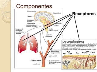 Componentes
Receptores
 
