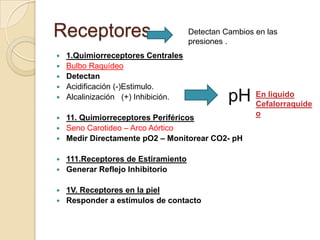 Receptores
 1.Quimiorreceptores Centrales
 Bulbo Raquídeo
 Detectan
 Acidificación (-)Estimulo.
 Alcalinización (+) Inhibición.
 11. Quimiorreceptores Periféricos
 Seno Carotideo – Arco Aórtico
 Medir Directamente pO2 – Monitorear CO2- pH
 111.Receptores de Estiramiento
 Generar Reflejo Inhibitorio
 1V. Receptores en la piel
 Responder a estímulos de contacto
pH
Detectan Cambios en las
presiones .
En liquido
Cefalorraquíde
o
 