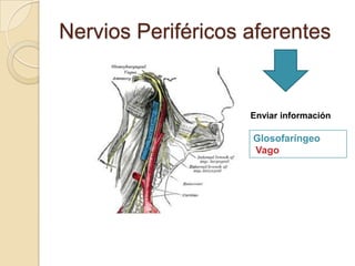 Nervios Periféricos aferentes
Glosofaríngeo
Vago
Enviar información
 