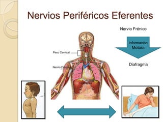 Nervios Periféricos Eferentes
Nervio Frénico
Información
Motora
Diafragma
 