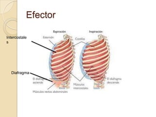 Efector
Intercostale
s
Diafragma
 