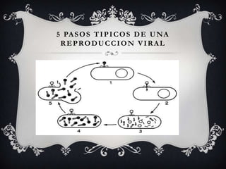 5 PASOS TIPICOS DE UNA
REPRODUCCION VIRAL
 