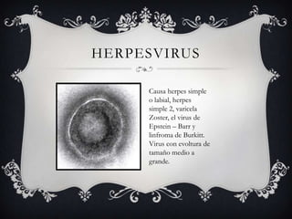 HERPESVIRUS
Causa herpes simple
o labial, herpes
simple 2, varicela
Zoster, el virus de
Epstein – Barr y
linfroma de Burkitt.
Virus con evoltura de
tamaño medio a
grande.
 
