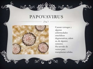 PAPOVAVIRUS
Causan verrugas y
algunas
enfermedades
encefalicas
degenerativas, adem
as, de algunos
canceres.
Ha servido de
vector para
transplantar celulas.
 