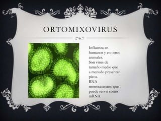 ORTOMIXOVIRUS
Influenza en
humanos y en otros
animales.
Son virus de
tamaño medio que
a menudo presentan
picos.
RNA
monocateriano que
puede servir como
mRNA.
 