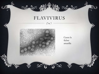 FLAVIVIRUS
Causa la
fiebre
amarilla
 