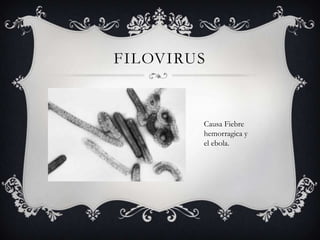 FILOVIRUS
Causa Fiebre
hemorragica y
el ebola.
 