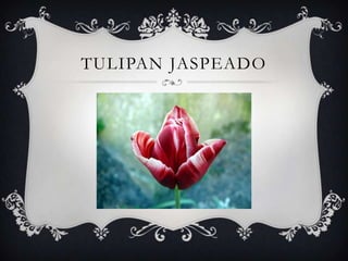 TULIPAN JASPEADO
 