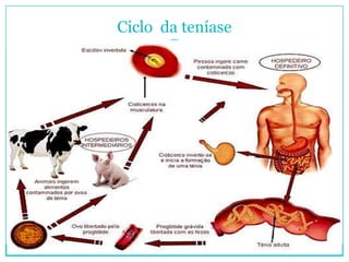 Ciclo da teníase
 