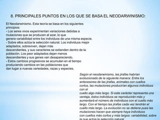 8. PRINCIPALES PUNTOS EN LOS QUE SE BASA EL NEODARWINISMO:
El Neodarwinismo. Esta teoría se basa en los siguientes
principios:
- Los seres vivos experimentan variaciones debidas a
mutaciones que se producen al azar, lo que
genera variabilidad entre los individuos de una misma especie.
- Sobre ellos actúa la selección natural. Los individuos mejor
adaptados, sobreviven, dejan más
descendientes, y sus caracteres se extienden dentro de la
población. Los peor adaptados dejan menos
descendientes y sus genes van desapareciendo.
- Estos cambios progresivos se acumulan en el tiempo
produciendo cambios en las poblaciones que
dan lugar a nuevas variedades, razas y especies.
Según el neodarwinismo, las jirafas habrían
evolucionado de la siguiente manera: Entre los
antecesores de las jirafas, animales con cuellos
cortos, las mutaciones producirían algunos individuos
con el
cuello algo más largo. Si este carácter representa una
ventaja, éstos individuos se reproducirán más y
aumentará el número de individuos con el cuello más
largo. Con el tiempo las jirafas cada vez tendrán el
cuello más largo. La evolución no se detiene pues las
mutaciones hacen que siempre haya individuos
con cuellos más cortos y más largos: variabilidad, sobre
 