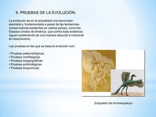 9. PRUEBAS DE LA EVOLUCIÓN:
La evolución es en la actualidad una teoría bien
asentada y fundamentada a pesar de las tendencias
conservadoras existentes en ciertos países, como los
Estados Unidos de América, que contra toda evidencia,
siguen sosteniendo de una manera absurda e irracional
el creacionismo.
Las pruebas en las que se basa la evolución son:
• Pruebas paleontológicas
• Pruebas morfológicas
• Pruebas biogeográficas
• Pruebas embriológicas
• Pruebas bioquímicas
Esqueleto de Archaeopteryx
 