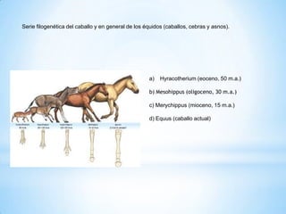 Serie filogenética del caballo y en general de los équidos (caballos, cebras y asnos).
a) Hyracotherium (eoceno, 50 m.a.)
b) Mesohippus (oligoceno, 30 m.a.)
c) Merychippus (mioceno, 15 m.a.)
d) Equus (caballo actual)
 
