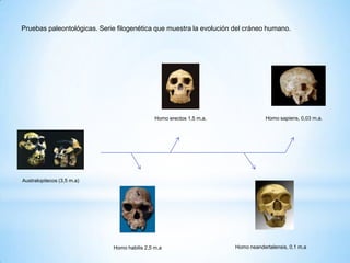Pruebas paleontológicas. Serie filogenética que muestra la evolución del cráneo humano.
Australopitecos (3,5 m.a)
Homo erectos 1,5 m.a. Homo sapiens, 0,03 m.a.
Homo habilis 2,5 m.a Homo neandertalensis, 0,1 m.a
 