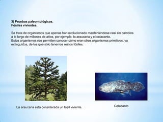 3) Pruebas paleontológicas.
Fósiles vivientes.
Se trata de organismos que apenas han evolucionado manteniéndose casi sin cambios
a lo largo de millones de años, por ejemplo: la araucaria y el celacanto.
Estos organismos nos permiten conocer cómo eran otros organismos primitivos, ya
extinguidos, de los que sólo tenemos restos fósiles.
La araucaria está considerada un fósil viviente. Celacanto
 