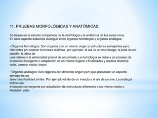 11. PRUEBAS MORFOLÓGICAS Y ANATÓMICAS:
Se basan en el estudio comparado de la morfología y la anatomía de los seres vivos.
En este aspecto debemos distinguir entre órganos homólogos y órganos análogos:
• Órganos homólogos: Son órganos con un mismo origen y estructuras semejantes pero
diferentes por realizar funciones distintas, por ejemplo: el ala de un murciélago, la pata de un
caballo, la aleta de
una ballena o la extremidad prensil de un primate. La homología se debe a un proceso de
evolución divergente o adaptación de un mismo órgano a finalidades y medios distintos:
volar, carrera, nadar, trepar.
• Órganos análogos: Son órganos con diferente origen pero que presentan un aspecto
semejante por
tener una finalidad similar. Por ejemplo el ala de un insecto y el ala de un ave. La analogía
indica una
evolución convergente por adaptación de estructuras diferentes a un mismo medio o
finalidad: volar.
 