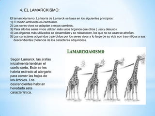 4. EL LAMARCKISMO:
El lamarckianismo. La teoría de Lamarck se basa en los siguientes principios:
1) El medio ambiente es cambiante.
2) Los seres vivos se adaptan a estos cambios.
3) Para ello los seres vivos utilizan más unos órganos que otros ( uso y desuso).
4) Los órganos más utilizados se desarrollan y se robustecen, los que no se usan se atrofian.
5) Los caracteres adquiridos o perdidos por los seres vivos a lo largo de su vida son trasmitidos a sus
descendientes (herencia de los caracteres adquiridos).
Según Lamarck, las jirafas
inicialmente tendrían el
cuello corto. Este se les
habría estirado al alargarlo
para comer las hojas de
los árboles. Los
descendientes habrían
heredado esta
característica.
 