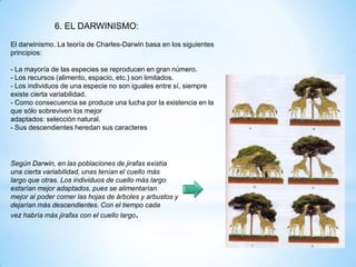 6. EL DARWINISMO:
El darwinismo. La teoría de Charles-Darwin basa en los siguientes
principios:
- La mayoría de las especies se reproducen en gran número.
- Los recursos (alimento, espacio, etc.) son limitados.
- Los individuos de una especie no son iguales entre sí, siempre
existe cierta variabilidad.
- Como consecuencia se produce una lucha por la existencia en la
que sólo sobreviven los mejor
adaptados: selección natural.
- Sus descendientes heredan sus caracteres
Según Darwin, en las poblaciones de jirafas existía
una cierta variabilidad, unas tenían el cuello más
largo que otras. Los individuos de cuello más largo
estarían mejor adaptados, pues se alimentarían
mejor al poder comer las hojas de árboles y arbustos y
dejarían más descendientes. Con el tiempo cada
vez habría más jirafas con el cuello largo.
 