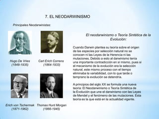 7. EL NEODARWINISMO
El neodarwinismo o Teoría Sintética de la
Evolución:
Cuando Darwin plantea su teoría sobre el origen
de las especies por selección natural no se
conocen ni las Leyes de la Herencia ni las
mutaciones. Debido a esto al darwinismo tenía
una importante contradicción en sí mismo, pues si
el mecanismo de la evolución era la selección
natural, este mismo proceso con el tiempo
eliminaba la variabilidad, con lo que tarde o
temprano la evolución se detendría.
A principios del siglo XX se formula una nueva
teoría: El Neodarwinismo o Teoría Sintética de
la Evolución que une el darwinismo con las Leyes
de Mendel y el fenómeno de las mutaciones. Esta
teoría es la que está en la actualidad vigente.
Hugo De Vries
(1848-1935)
Carl Erich Correns
(1864-1933)
Erich von Tschermak
(1871-1962)
Thomas Hunt Morgan
(1866-1945)
Principales Neodarwinistas:
 