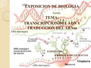 EXPOSICION DE BIOLOGIA

TEMA:
TRANSCRIPCION DEL ADN Y
TRADUCCION DEL ARNm

EXPOSITOR:
GEORGE VARGAS MACIAS

 