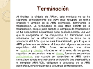 Terminación
Al finalizar la síntesis de ARNm, esta molécula ya se ha
separado completamente del ADN (que recupera su forma
original) y también de la ARN polimerasa, terminando la
transcripción. La terminación es otra etapa distinta de la
transcripción, porque justo cuando el complejo de transcripción
se ha ensamblado activamente debe desensamblarse una vez
que la elongación se ha completado. La terminación está
señalizada por la información contenida en sitios de la
secuencia del ADN que se está transcribiendo, por lo que la
ARN polimerasa se detiene al transcribir algunas secuencias
especiales del ADN. Estas secuencias son ricas
en guanina y citosina, situadas en el extremo de los genes,
seguidas de secuencias ricas en timina, formando secuencias
palindrómicas, que cuando se transcriben el ARN recién
sintetizado adopta una estructura en horquilla que desestabiliza
el complejo ARN-ADN, obligando a separarse de la ARN
polimerasa, renaturalizándose la burbuja de transcripción.
 