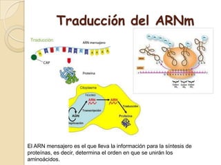 Traducción del ARNm
El ARN mensajero es el que lleva la información para la síntesis de
proteínas, es decir, determina el orden en que se unirán los
aminoácidos.
 