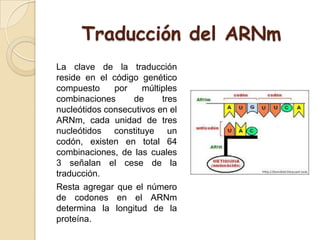 La clave de la traducción
reside en el código genético
compuesto por múltiples
combinaciones de tres
nucleótidos consecutivos en el
ARNm, cada unidad de tres
nucleótidos constituye un
codón, existen en total 64
combinaciones, de las cuales
3 señalan el cese de la
traducción.
Resta agregar que el número
de codones en el ARNm
determina la longitud de la
proteína.
Traducción del ARNm
 