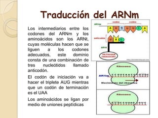 Los intermediarios entre los
codones del ARNm y los
aminoácidos son los ARNt,
cuyas moléculas hacen que se
liguen a los codones
adecuados, este dominio
consta de una combinación de
tres nucleótidos llamado
anticodón.
El codón de iniciación va a
hacer el triplete AUG mientras
que un codón de terminación
es el UAA
Los aminoácidos se ligan por
medio de uniones peptídicas
Traducción del ARNm
 