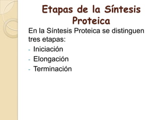 Etapas de la Síntesis
Proteica
En la Síntesis Proteica se distinguen
tres etapas:
- Iniciación
- Elongación
- Terminación
 