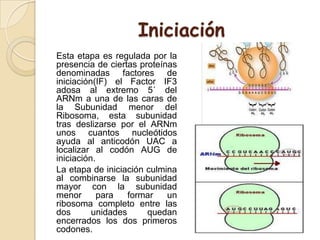 Iniciación
Esta etapa es regulada por la
presencia de ciertas proteínas
denominadas factores de
iniciación(IF) el Factor IF3
adosa al extremo 5´ del
ARNm a una de las caras de
la Subunidad menor del
Ribosoma, esta subunidad
tras deslizarse por el ARNm
unos cuantos nucleótidos
ayuda al anticodón UAC a
localizar al codón AUG de
iniciación.
La etapa de iniciación culmina
al combinarse la subunidad
mayor con la subunidad
menor para formar un
ribosoma completo entre las
dos unidades quedan
encerrados los dos primeros
codones.
 