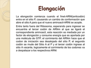 Elongación
La elongación comienza cuando el fmet-ARNt(anticodón)
entra en el sitio P, causando un cambio de conformación que
abre el sitio A para que el nuevo aminoacil-ARNt se acople.
Entre tanto fuera del Ribosoma, esperando para ingresar se
encuentra el tercer codón de ARNm al que se ligará el
correspondiente aminoacil, esta reacción es mediada por un
factor de elongación y consume energía que es aportada por
una molécula de GTP, el corrimiento del ARNm hace que el
codon de iniciación sea desalojado del sitio P, el segundo
codón se mude del Sitio A al P y el tercer codón ingrese al
sitio A vacante, logicamente el corrimiento de los codones va
a despalazar a los respectivos ARNt
 