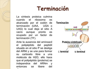 Terminación
La síntesis proteica culmina
cuando el ribosoma es
alcanzado por el codón de
terminación (UAA, UGA o
UAG) lo cual deja al sitio A
vacío aunque pronto es
ocupado por un factor de
terminación (TF).
Ante la ausencia del aminoacil
el polipéptido del peptidil
situado en el sitio P se desliga
del ARNt y se une para formar
su carboxilo libre a una
molécula de H2O, ello hace
que el polipéptido (proteína) se
independice del ARNm y
entonces se libere del
 