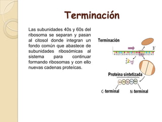 Terminación
Las subunidades 40s y 60s del
ribosoma se separan y pasan
al citosol donde integran un
fondo común que abastece de
subunidades ribosómicas al
sistema para continuar
formando ribosomas y con ello
nuevas cadenas proteícas.
 