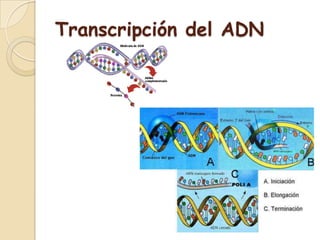 Transcripción del ADN
 