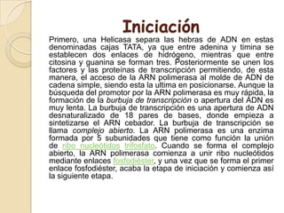 Iniciación
Primero, una Helicasa separa las hebras de ADN en estas
denominadas cajas TATA, ya que entre adenina y timina se
establecen dos enlaces de hidrógeno, mientras que entre
citosina y guanina se forman tres. Posteriormente se unen los
factores y las proteínas de transcripción permitiendo, de esta
manera, el acceso de la ARN polimerasa al molde de ADN de
cadena simple, siendo esta la ultima en posicionarse. Aunque la
búsqueda del promotor por la ARN polimerasa es muy rápida, la
formación de la burbuja de transcripción o apertura del ADN es
muy lenta. La burbuja de transcripción es una apertura de ADN
desnaturalizado de 18 pares de bases, donde empieza a
sintetizarse el ARN cebador. La burbuja de transcripción se
llama complejo abierto. La ARN polimerasa es una enzima
formada por 5 subunidades que tiene como función la unión
de ribo nucleótidos trifosfato. Cuando se forma el complejo
abierto, la ARN polimerasa comienza a unir ribo nucleótidos
mediante enlaces fosfodiéster, y una vez que se forma el primer
enlace fosfodiéster, acaba la etapa de iniciación y comienza así
la siguiente etapa.
 