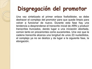 Disgregación del promotor
Una vez sintetizado el primer enlace fosfodiéster, se debe
deshacer el complejo del promotor para que quede limpio para
volver a funcionar de nuevo. Durante esta fase hay una
tendencia a desprenderse el transcrito inicial de ARN y producir
transcritos truncados, dando lugar a una iniciación abortada,
común tanto en procariontes como eucariontes. Una vez que la
cadena transcrita alcanza una longitud de unos 23 nucleótidos,
el complejo ya no se desliza y da lugar a la siguiente fase, la
elongación.
 
