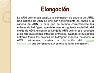 Elongación
La ARN polimerasa cataliza la elongación de cadena del ARN.
Una cadena de ARN se une por apareamiento de bases a la
cadena de ADN, y para que se formen correctamente los
enlaces de hidrógeno que determina el siguiente nucleótido del
molde de ADN, el centro activo de la ARN polimerasa reconoce
a los ribo nucleótidos trifosfato entrantes. Cuando el nucleótido
entrante forma los enlaces de hidrógeno idóneos, entonces la
ARN polimerasa cataliza la formación del enlace
fosfodiéster que corresponde. A esto se le llama elongación.
 