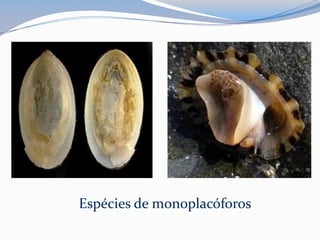 Espécies de monoplacóforos
 