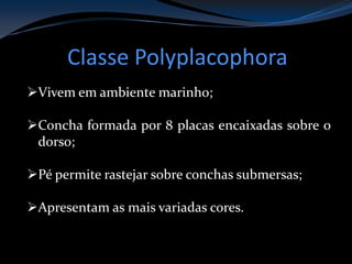 Classe Polyplacophora
Vivem em ambiente marinho;
Concha formada por 8 placas encaixadas sobre o
dorso;
Pé permite rastejar sobre conchas submersas;
Apresentam as mais variadas cores.
 