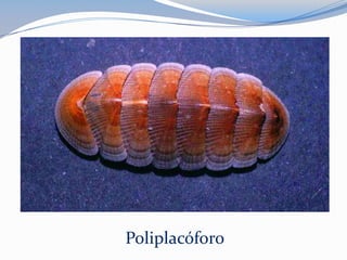 Poliplacóforo
 