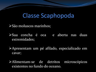 Classe Scaphopoda
São moluscos marinhos;
Sua concha é oca e aberta nas duas
extremidades;
Apresentam um pé afilado, especializado em
cavar;
Alimentam-se de detritos microscópicos
existentes no fundo do oceano.
 