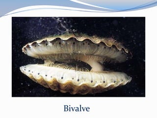 Bivalve
 
