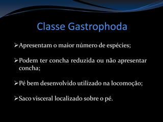 Classe Gastrophoda
Apresentam o maior número de espécies;
Podem ter concha reduzida ou não apresentar
concha;
Pé bem desenvolvido utilizado na locomoção;
Saco visceral localizado sobre o pé.
 