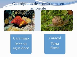 Gastrópodes de acordo com seu
ambiente
Caramujo
Mar ou
água doce
Caracol
Terra
firme
 