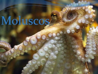 Moluscos
 