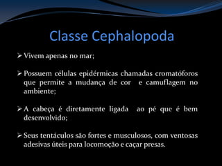 Classe Cephalopoda
Vivem apenas no mar;
Possuem células epidérmicas chamadas cromatóforos
que permite a mudança de cor e camuflagem no
ambiente;
A cabeça é diretamente ligada ao pé que é bem
desenvolvido;
Seus tentáculos são fortes e musculosos, com ventosas
adesivas úteis para locomoção e caçar presas.
 