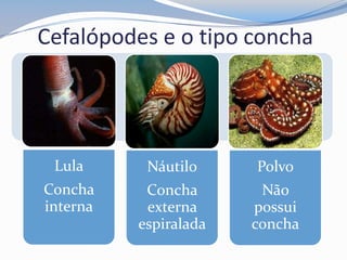 Cefalópodes e o tipo concha
Lula
Concha
interna
Náutilo
Concha
externa
espiralada
Polvo
Não
possui
concha
 
