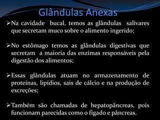 Glândulas Anexas
Na cavidade bucal, temos as glândulas salivares
que secretam muco sobre o alimento ingerido;
No estômago temos as glândulas digestivas que
secretam a maioria das enzimas responsáveis pela
digestão dos alimentos;
Essas glândulas atuam no armazenamento de
proteínas, lipídios, sais de cálcio e na produção de
excreções;
Também são chamadas de hepatopâncreas, pois
funcionam parecidas como o fígado e pâncreas.
 