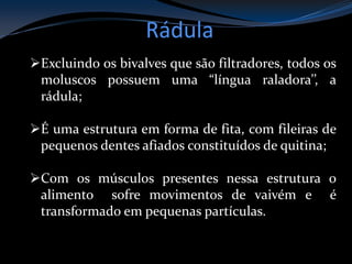 Excluindo os bivalves que são filtradores, todos os
moluscos possuem uma “língua raladora’’, a
rádula;
É uma estrutura em forma de fita, com fileiras de
pequenos dentes afiados constituídos de quitina;
Com os músculos presentes nessa estrutura o
alimento sofre movimentos de vaivém e é
transformado em pequenas partículas.
Rádula
 